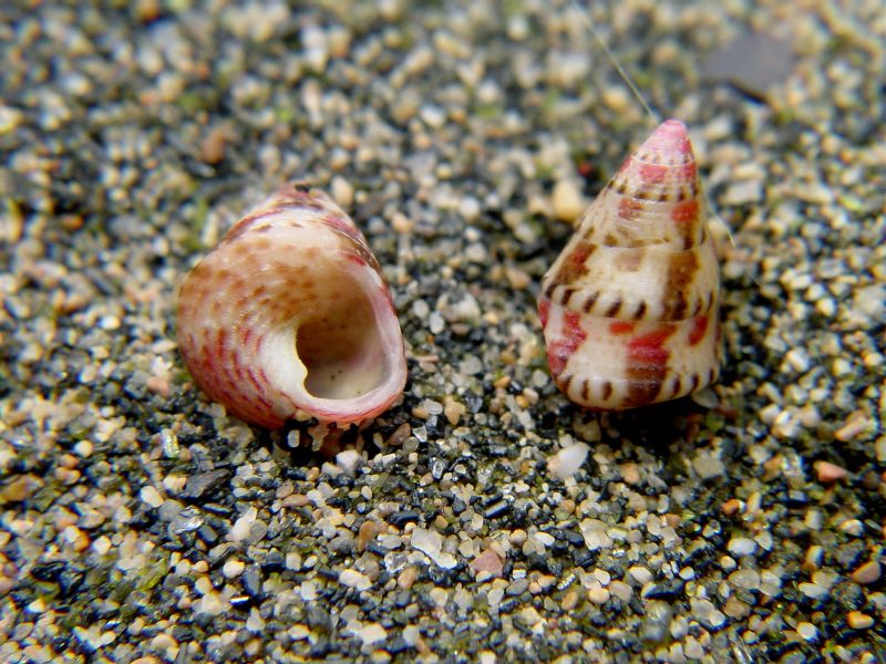 Jujubinus exasperatus form tricolor